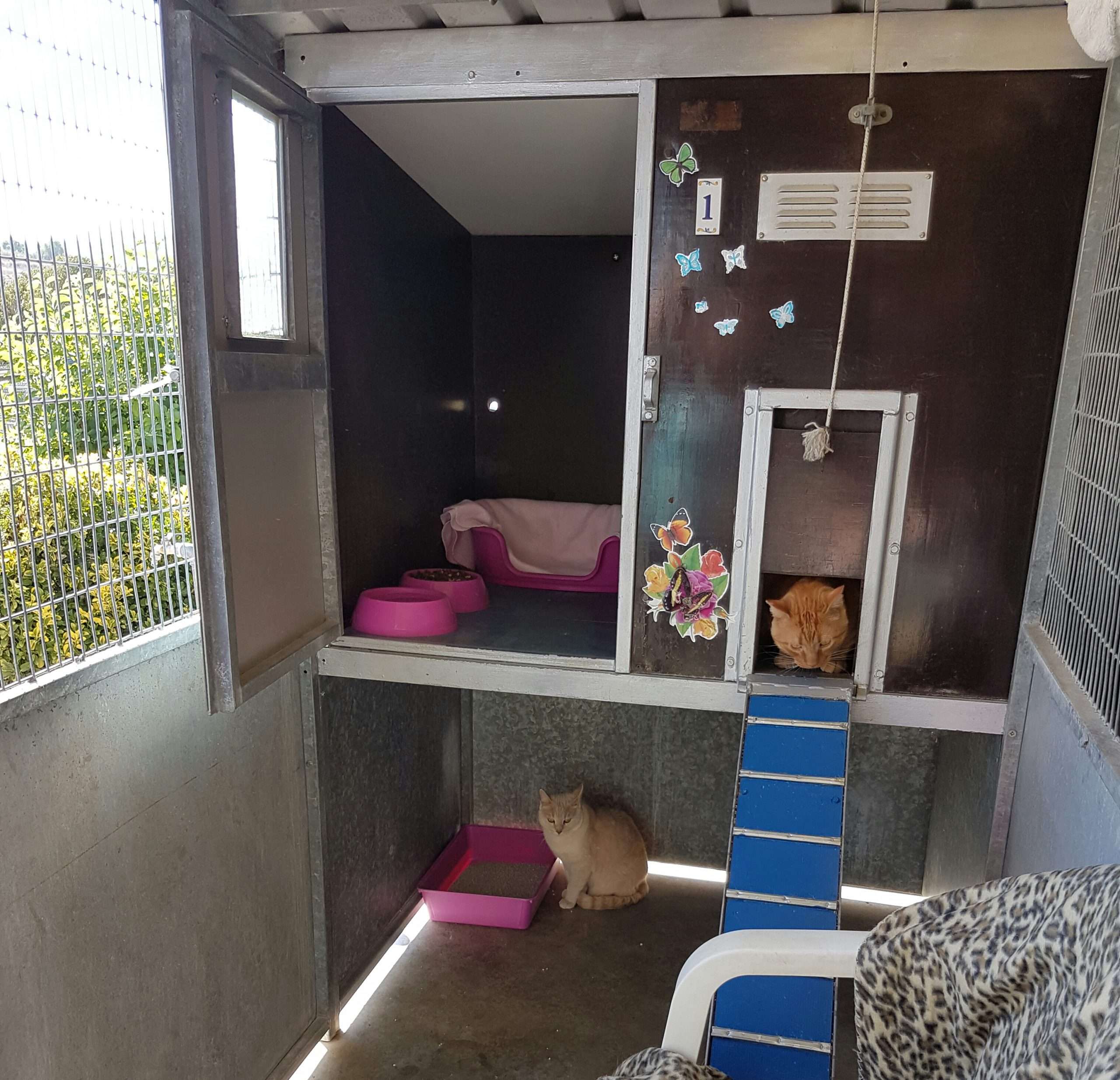 Cat Dog World Luxury Cattery