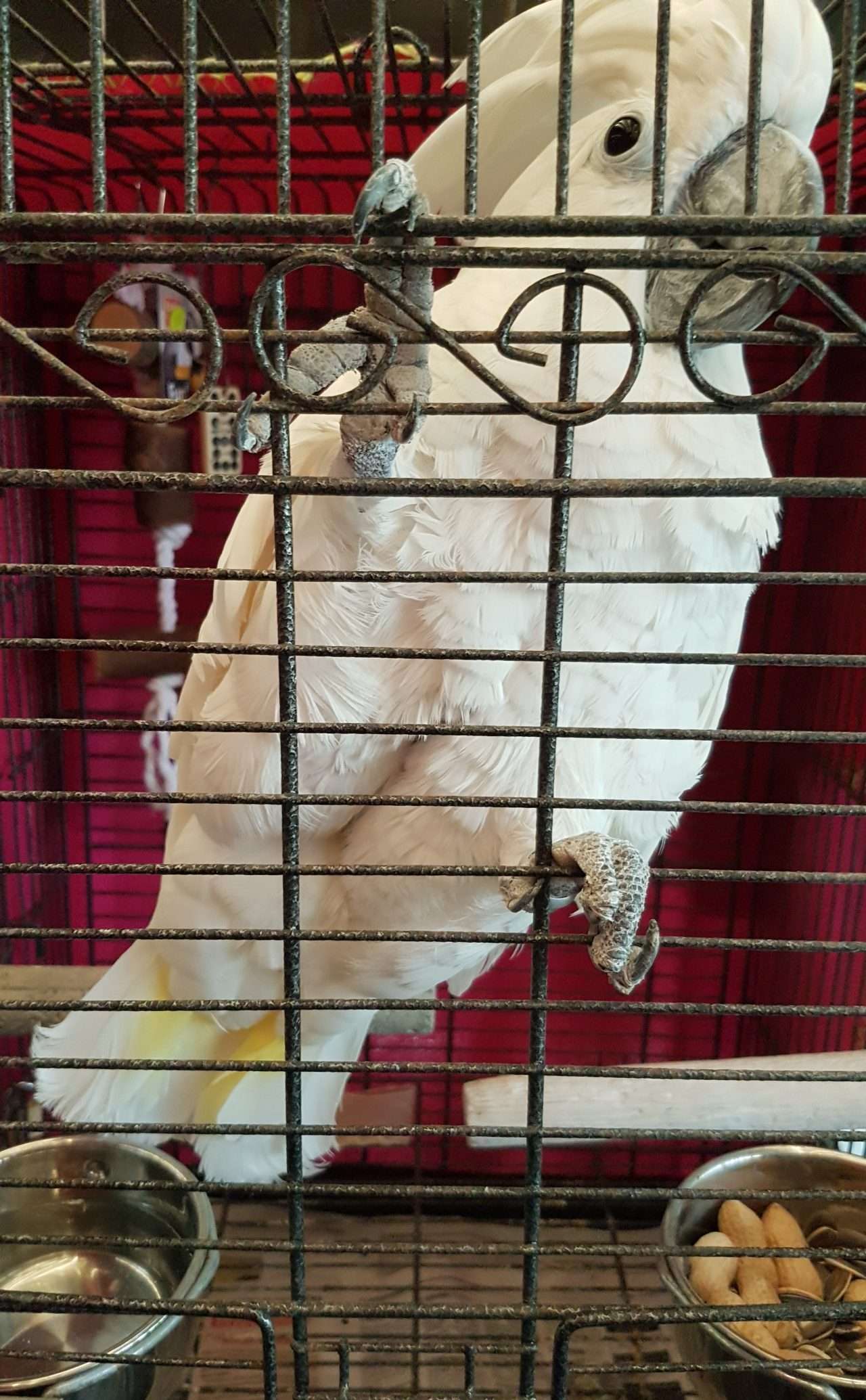 Cat & Dog World Gallery